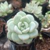 Hybrid Icy Green Echeveria with dew droplets on its leaves in the sunlight.