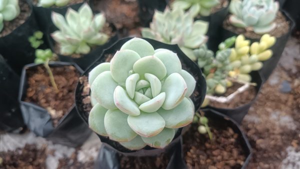 Hybrid Icy Green Echeveria with dew droplets on its leaves in the sunlight.