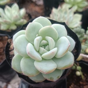 Hybrid Icy Green Echeveria alongside colorful pebbles in a garden setting.