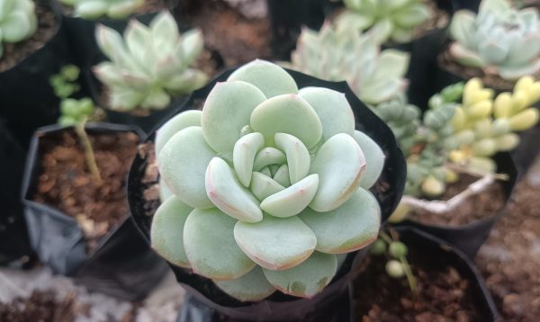 Hybrid Icy Green Echeveria alongside colorful pebbles in a garden setting.