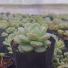 Hybrid Icy Green Echeveria displayed on an office desk with a notepad.