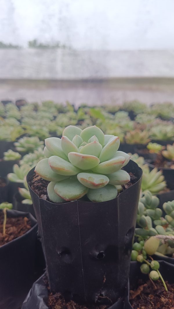 Hybrid Icy Green Echeveria displayed on an office desk with a notepad.