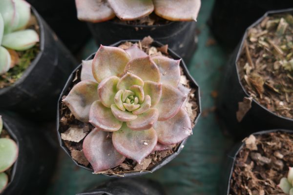 Echeveria Black Prince succulent, displaying its striking coloration and unique texture, ideal for succulent enthusiasts and collectors.