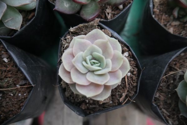 A beautiful Echeveria Blue Surprise plant, showcasing its stunning blue-green foliage, perfect for home or office decor.