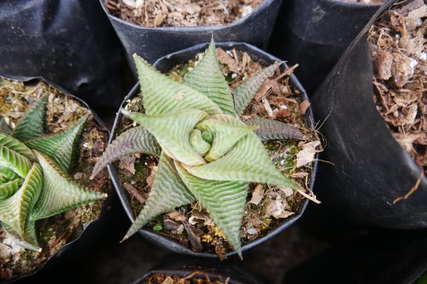 Dark green Non-Variegated Haworthia Limifolia succulent with distinctive raised ridges, perfect for indoor or outdoor decor.