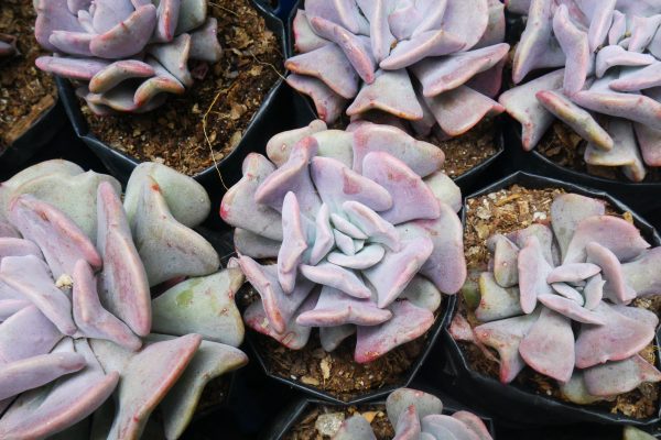 Close-up of Cubic Frost succulent, showcasing its cube-shaped leaves and frosted coating