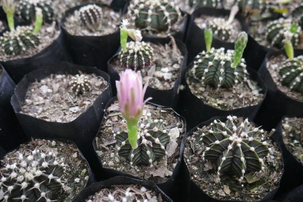 Stunning Gymnocalycium LB Cactus, perfect for adding a touch of South American beauty to your space.