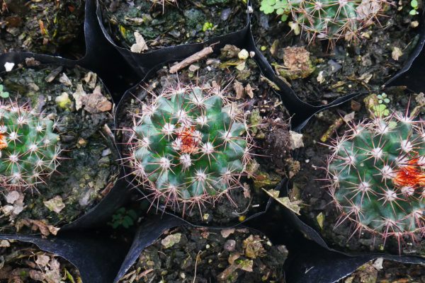 Mammillaria Red Headed Cactus in full bloom, showing vibrant red flowers.