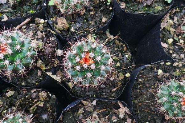Mammillaria perbella, a striking cactus with white spines and red top, available at Frek.in