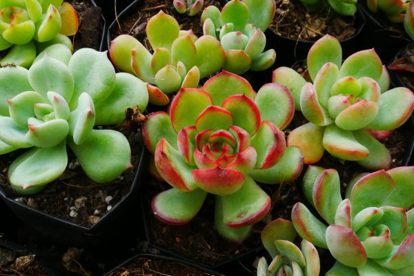 Close-up of Echeveria Red Blush's rosette-shaped leaves, showcasing its vibrant red coloration.