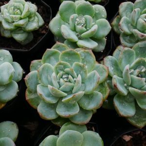 Close-up of Icy Green Echeveria succulent showcasing its vibrant icy green leaves and compact rosette formation