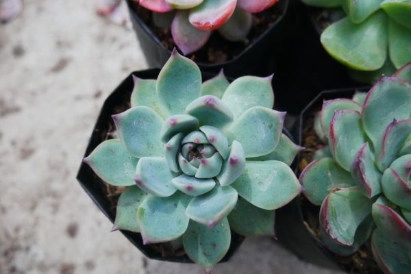 Detailed view of the Blue Bird Echeveria, highlighting its charming rosette form and vibrant foliage