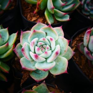 Close-up of Echeveria Blue Bird, showcasing its powdery blue leaves with pink tips