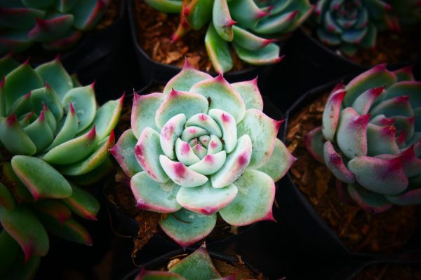 Close-up of Echeveria Blue Bird, showcasing its powdery blue leaves with pink tips