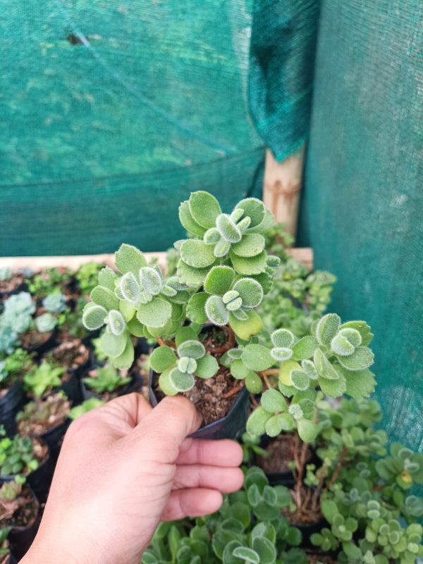 A close-up image of a Cotyledon Tomentosa succulent, showcasing its velvety silver-green leaves and unique rosette shape.