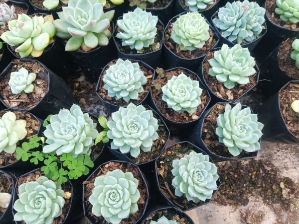 Close-up of Echeveria Alfred Hybrid's rosette-shaped leaves, showcasing its stunning coloration and elegant form.