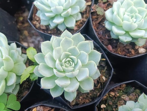 A beautiful Echeveria Alfred Hybrid plant, displaying its compact growth and striking beauty, perfect for home or office decor.