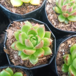 Echeveria Suki succulent plant with vibrant green rosettes, perfect for home and office décor.