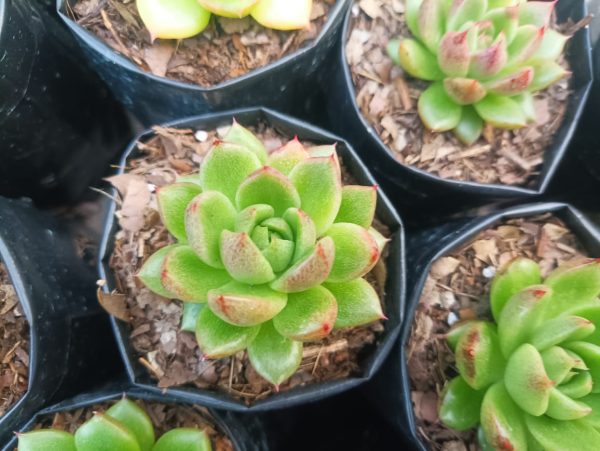 Echeveria Suki succulent plant with vibrant green rosettes, perfect for home and office décor.