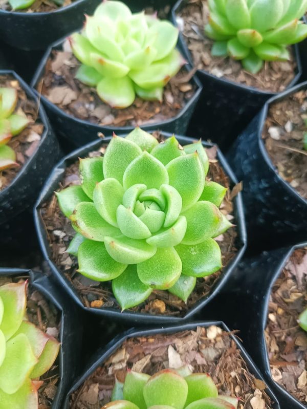 Echeveria Suki succulent plant with compact rosettes of green and pink leaves, perfect for home and office decor.