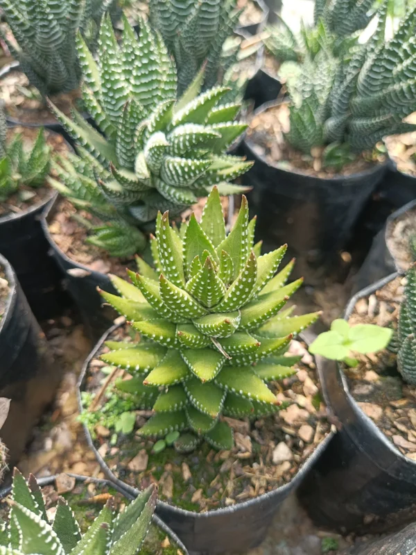 Close-up of Haworthia Reinwardtii, a rare Haworthia succulent with textured, white-spotted leaves.