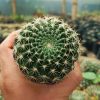 Echinopsis Mamillosa (Easter Lily Cactus) with vibrant blooms