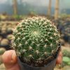 Lobivia Mamillosa (Easter Lily Cactus) Echinopsis Leucantha - Stunning Blooms for Home, Office, and Garden - Image 2