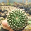 Lobivia Mamillosa (Easter Lily Cactus) Echinopsis Leucantha - Stunning Blooms for Home, Office, and Garden - Image 3