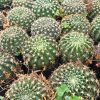 Lobivia Mamillosa (Easter Lily Cactus) Echinopsis Leucantha - Stunning Blooms for Home, Office, and Garden - Image 4
