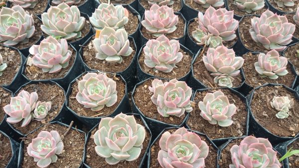 Echeveria Hybrid Lola plant, a low-maintenance beauty, perfect for any space.