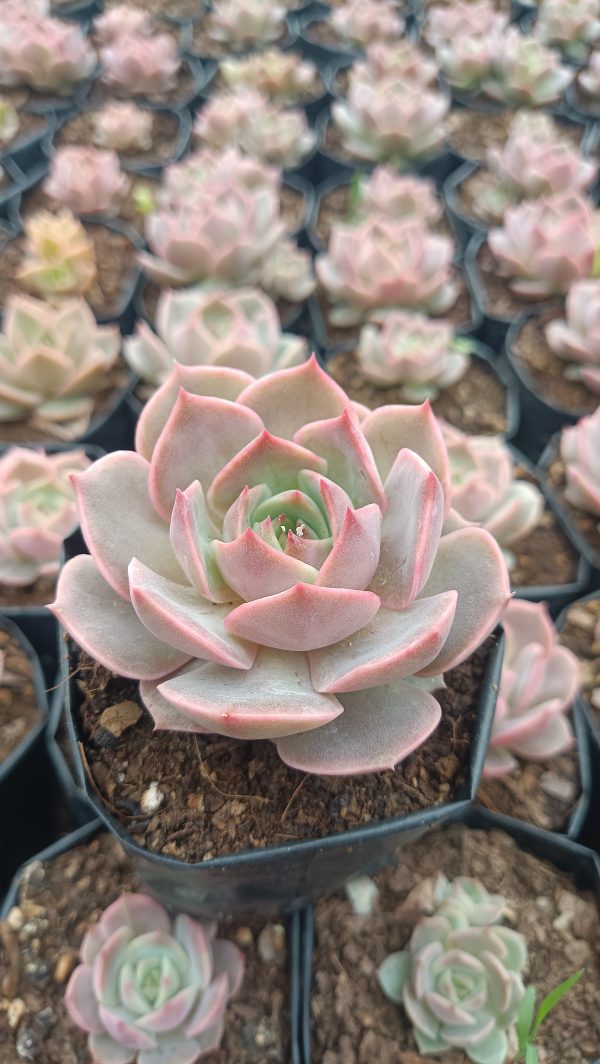 Succulent Echeveria 'Lola' with fleshy, spoon-shaped leaves in a garden setting.