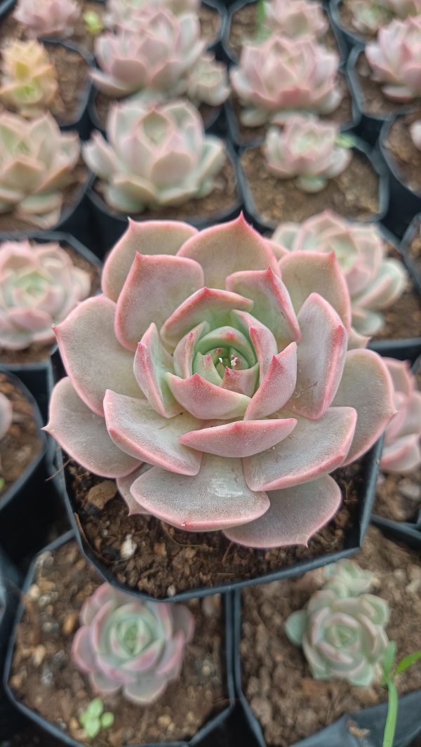 Echeveria Hybrid Lola succulent plant with vibrant green rosette leaves.