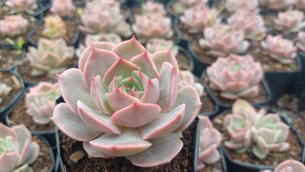 Echeveria Hybrid Lola, a versatile and elegant succulent for home or office.