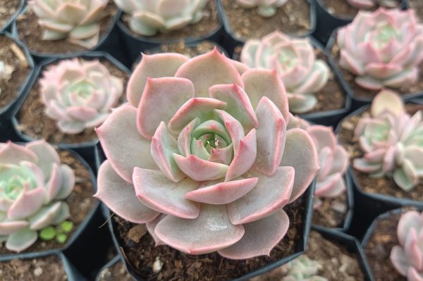 Close-up of Echeveria 'Lola' succulent, showing its beautiful leaf formation.