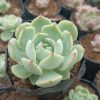 Echeveria Lunas Hybrid, a versatile and elegant succulent for home or office decor.