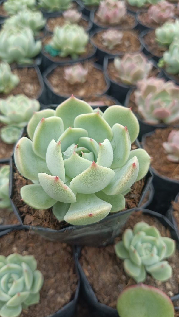 Echeveria Lunas Hybrid, a versatile and elegant succulent for home or office decor.