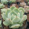 Close-up of Echeveria 'Lunas' succulent, showing its beautiful leaf arrangement.