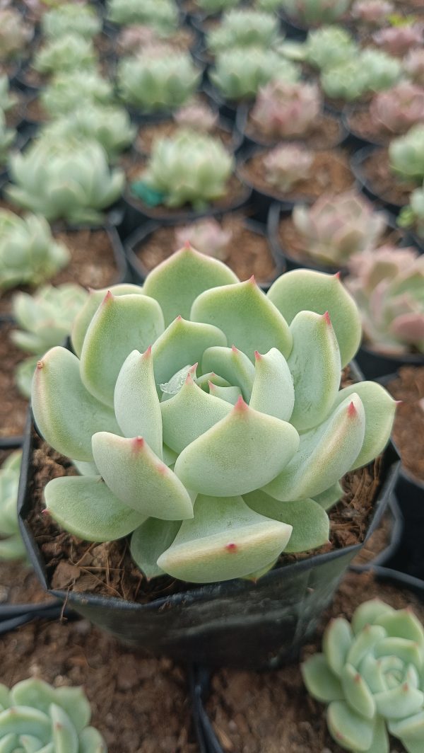 Close-up of Echeveria 'Lunas' succulent, showing its beautiful leaf arrangement.