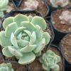 Echeveria Lunas Hybrid succulent plant with symmetrical rosette of thick, fleshy leaves.