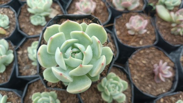 Echeveria Lunas Hybrid succulent plant with symmetrical rosette of thick, fleshy leaves.