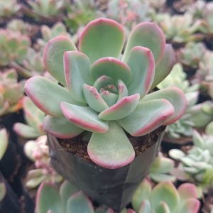 Moonglow Echeveria with mint green leaves and pink edges