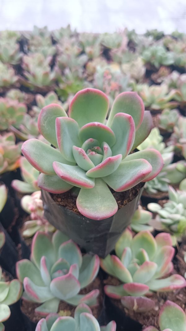 Moonglow Echeveria with mint green leaves and pink edges