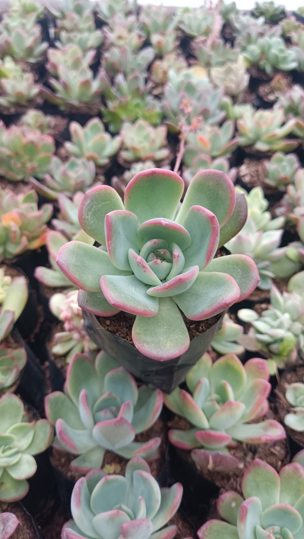 Close-up of Echeveria Moonglow rosette