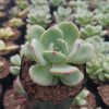 Echeveria Sensation Succulent plant with blue-green leaves and pink edges, perfect for home and office decor.