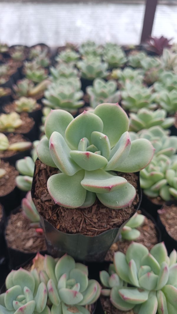 Echeveria Sensation Succulent plant with blue-green leaves and pink edges, perfect for home and office decor.