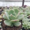 Echeveria Sensation Succulent, a beautiful and versatile plant suitable for gardens, offices, and homes.