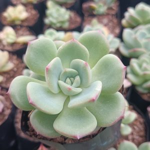 Sensational Echeveria plant, known for its blue-green leaves and pink edges, available at a low price on Frek.in.