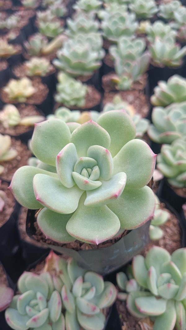 Sensational Echeveria plant, known for its blue-green leaves and pink edges, available at a low price on Frek.in.