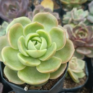 "Hybrid Echeveria Green Maria Succulent in a decorative pot"