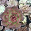 Echeveria Black Witch Hybrid Succulent in a decorative pot